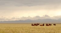 Group of camels in the steppe
