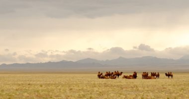 Group of camels in the steppe