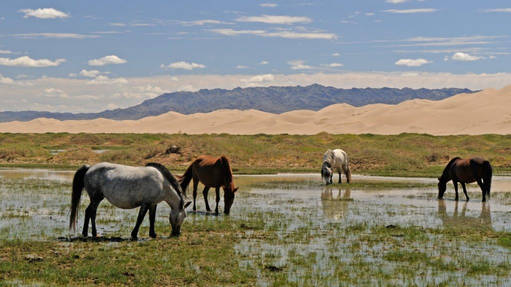 Group of horses near to a Sand Dune