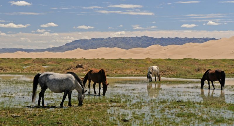 Group of horses near to a Sand Dune