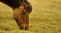 Mongolia has over 3 million horses