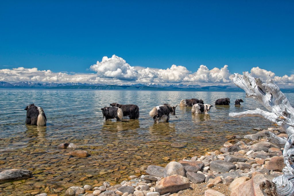 Mongolia is famous for its yak wool production