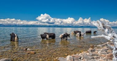 Mongolia is famous for its yak wool production