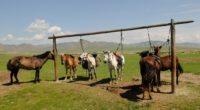 Mongolians continue to live the way they did thousands of years ago. The carriage horse is on the grass