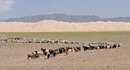 buy Mongolian cashmere products