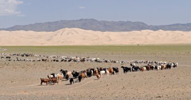 buy Mongolian cashmere products