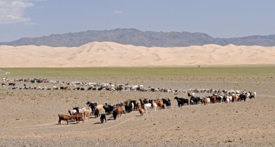 buy Mongolian cashmere products